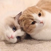 スピカとルナ (@spica__luna) Twitter profile photo