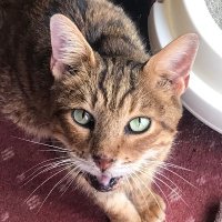 NFT Domains Bot (@botnft30068) 's Twitter Profile