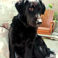 Angus The Bastard 2.0 (@angus_rises) Twitter profile photo