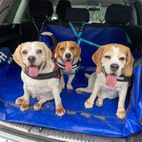Boomer, Blaze & Bertie🐞 (@theoddcouple6) 's Twitter Profile