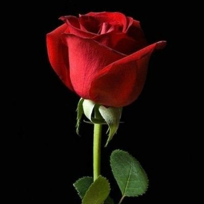 Lawrenc09769131's profile picture. Persistence