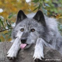 Peekol (@pibbleowo) 's Twitter Profile