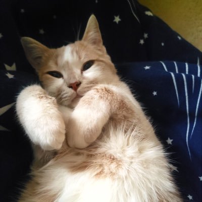 DartBus2505's profile picture. I’m cat. My name is Boo. I would like to dig holes