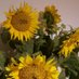 Janine Dieckmann (@vielfaltimkopf) Twitter profile photo Janine Dieckmann (@vielfaltimkopf) Twitter profile photo