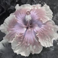 fat☆ (@eatingishell) 's Twitter Profile