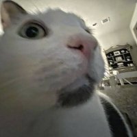 ila_meysu (@ilameysu) 's Twitter Profile