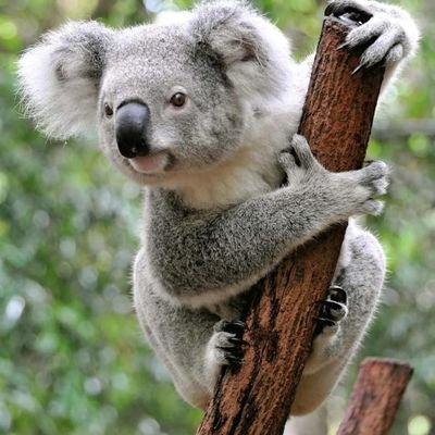 For_Victo's profile picture. I am here