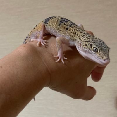 rWLSu3USpe24975's profile picture. @sasakamaboco_の爬虫類アカです。レオパエクリプスの男の子モリーとヒナタヨロイトカゲのおこげ。🐹、パンダマウス、メダカとエビも居ます。爬虫類嫌いの旦那を説き伏せて飼育中。見ない触れない話さない旦那とは裏腹に、モリー君の愛称は娘が名付けてくれました。本当は繁殖挑戦もコーンスネークアオジタクレスも飼いたい。
