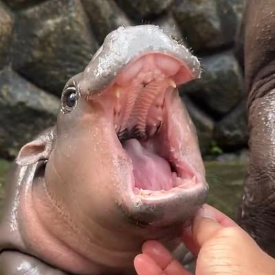 HIPPOさんのプロフィール画像