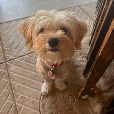 MeLitaGiRyse's profile picture. ♋   ...Nobody knows where we might end up... @AmyDumas, @MaryseMizanin, @RealMelina and @AlexaBliss_WWE #Lover. Huge fan of @7JustinChambers and @GreysABC