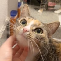 🪱 benny worm 🪱 (@bennywormcat) 's Twitter Profile Photo 🪱 benny worm 🪱 (@bennywormcat) 's Twitter Profile Photo