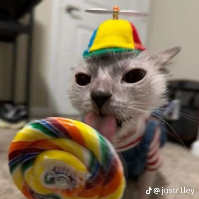 blueraztheproto's profile picture. 15 | hopefully soon to be artist | don't DM me unless it's for a commission (in like 2 years lol) ((don't expect it to be good for now)
https://t.co/1i0w8nCxYI