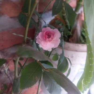 Especialista en Marketing Digital, Admon. de Empresas e impulsando: La tiendita de MerchuNica con cositas ti!