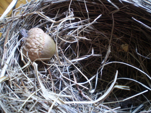 cherishing,coaching and communicating in our nest