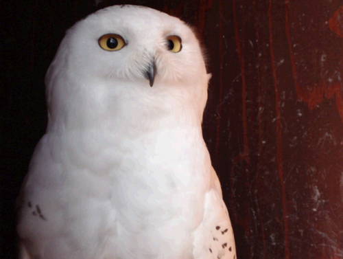 Hello, you may all know me as the chosen one's owl. Well no, I am hedwig and I am well known too so fuck you. Ex oh