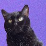savedmerida's profile picture. saved from death, disabled cat Merida