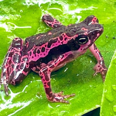 カラフルな生き物が好き!オージープランツと南米植物が好き!外資IT勤務+副業。家族に隠れて趣味に金をかけまくる裏アカです。