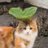 Profile image of plant(ae)🌱