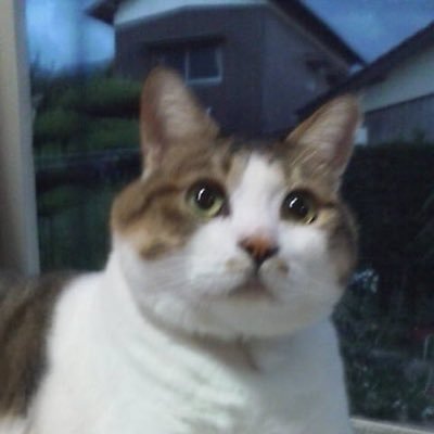 tangorion's profile picture. 