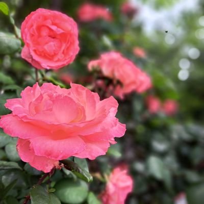 風の便り(本垢) (@9geOiVeQBJU5xhL) / Posts / X