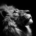 Lionathletictrainer (@danielleatnorth) Twitter profile photo Lionathletictrainer (@danielleatnorth) Twitter profile photo
