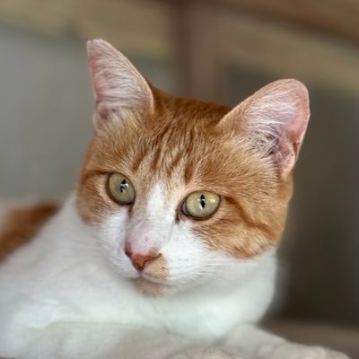 masayoshiito1's profile picture. https://t.co/CWq7myiWjK