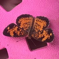 Pixie (@jameskinkangel) 's Twitter Profile Photo