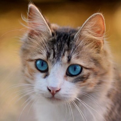 大猫