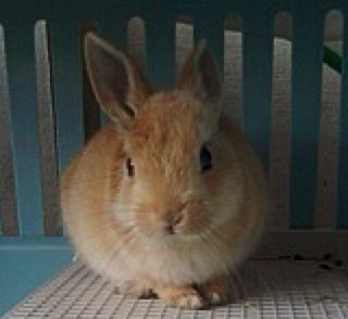 よーみん