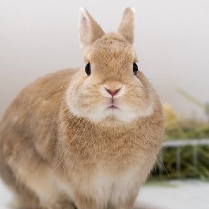 食で人が笑えば、少しだけ自分も幸せになれるのかな・・・いつか独立し自分の店を持ちたい🌸開業・起業したいと思っています。酒🍻と美味い肴を愛する昭和の漢男