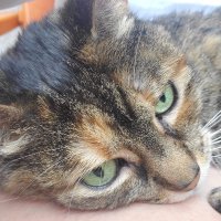 Felice Fein (@felicefein) 's Twitter Profile Photo Felice Fein (@felicefein) 's Twitter Profile Photo