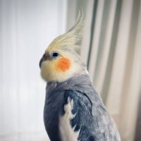 ぐれっち (@gretsch_50) 's Twitter Profile