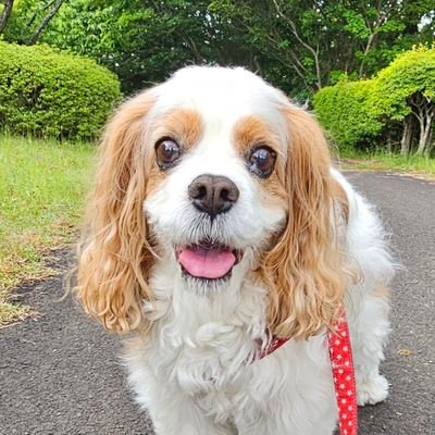 ほたる🐶2011年6月生まれのおばあちゃんわんこ՞•・•՞🐾よろしくお願いします🐕💗
ほたると楽しい日々を過ごしています🍀日常の思い出の日記です𓂃🌿𓈒𓏸