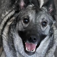 Andrea Grey (@tang01nthenight) 's Twitter Profile