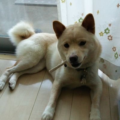 shiroshibajunko's profile picture. 2020年3月27日6歳で逝った…白柴こうめと仲良く生活していました🌈  …今も近くにいると信じて…。
 SixTONES大好き♡ 北斗氏大好きです🖤.*･ﾟ