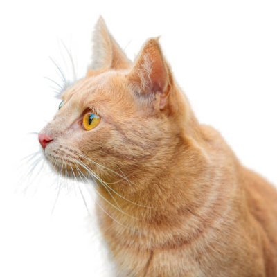 zoegreen1232457's profile picture. 