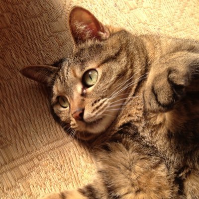 好きな物.天然石のアクセサリー,シルバーアクセサリー,猫,聖飢魔II,難問イラストロジック,本,漫画,あとちょっと古いけどSkyrimというゲーム.本好きの下剋上かなり好きです♪