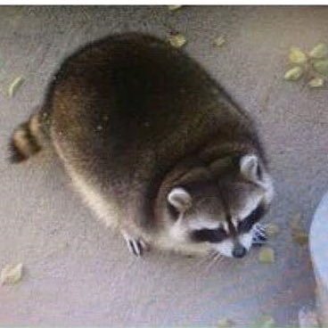 higomukuro's profile picture. Haha 🏳️‍🌈/18