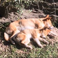 ストーンチョコ (@sutonchoko47248) 's Twitter Profile Photo