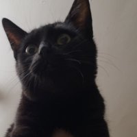 Lightspeed (@mlightspeedarr) 's Twitter Profile