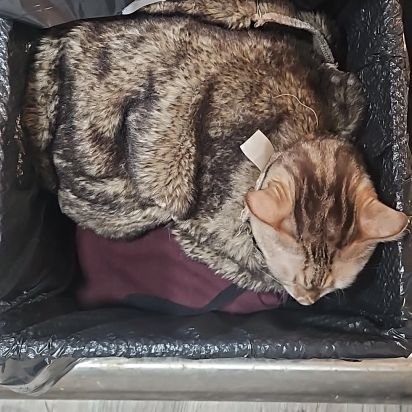 DawTheGreat's profile picture. C-TRP 68-320 Talking Ass from Hyles Bay in a herd of Mustang. Hell Follows
Chaos Standing Order IV
Data Miner L1
Linesman/Cableguy
Inspiration
Not self made Man