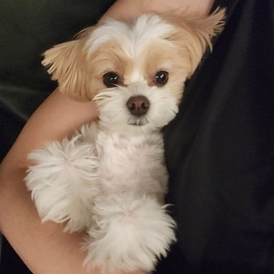 zhouyou27248031's profile picture. 