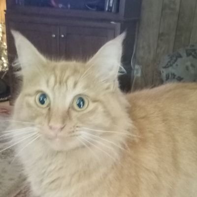 KeelaMims35781's profile picture. A mother, retired funeral director and embalmer.