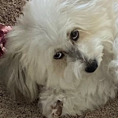 Muddypaws123's profile picture. 