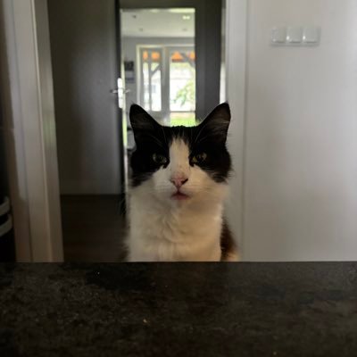 celenstynka's profile picture.