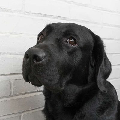 SpringfieldPet's profile picture. A voice for the pets of Springfield is a voice for pets all across America 🇺🇸