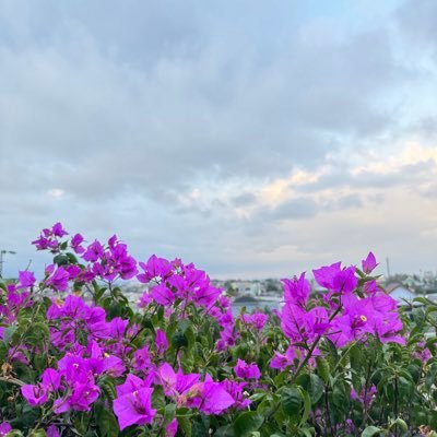 frischananta's profile picture. 