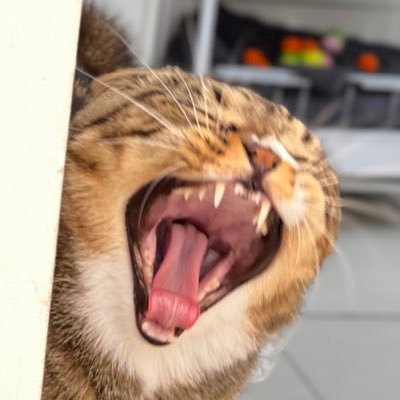 죽엇음さんのプロフィール画像