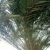 مسلم (@ibrahemrabea2) 's Twitter Profile