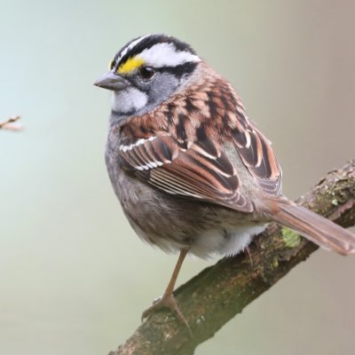 “Why, even the hairs of your head are all numbered. Fear not; you are of more value than many sparrows.” Luke 12:7 ☕️🐦✝️ #Jesus #grace #faith #lutheran